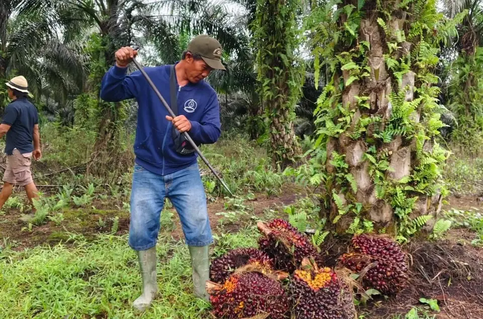 Kementan Percepat Hilirisasi Perkebunan, Siapkan Lahan hingga Pekebun