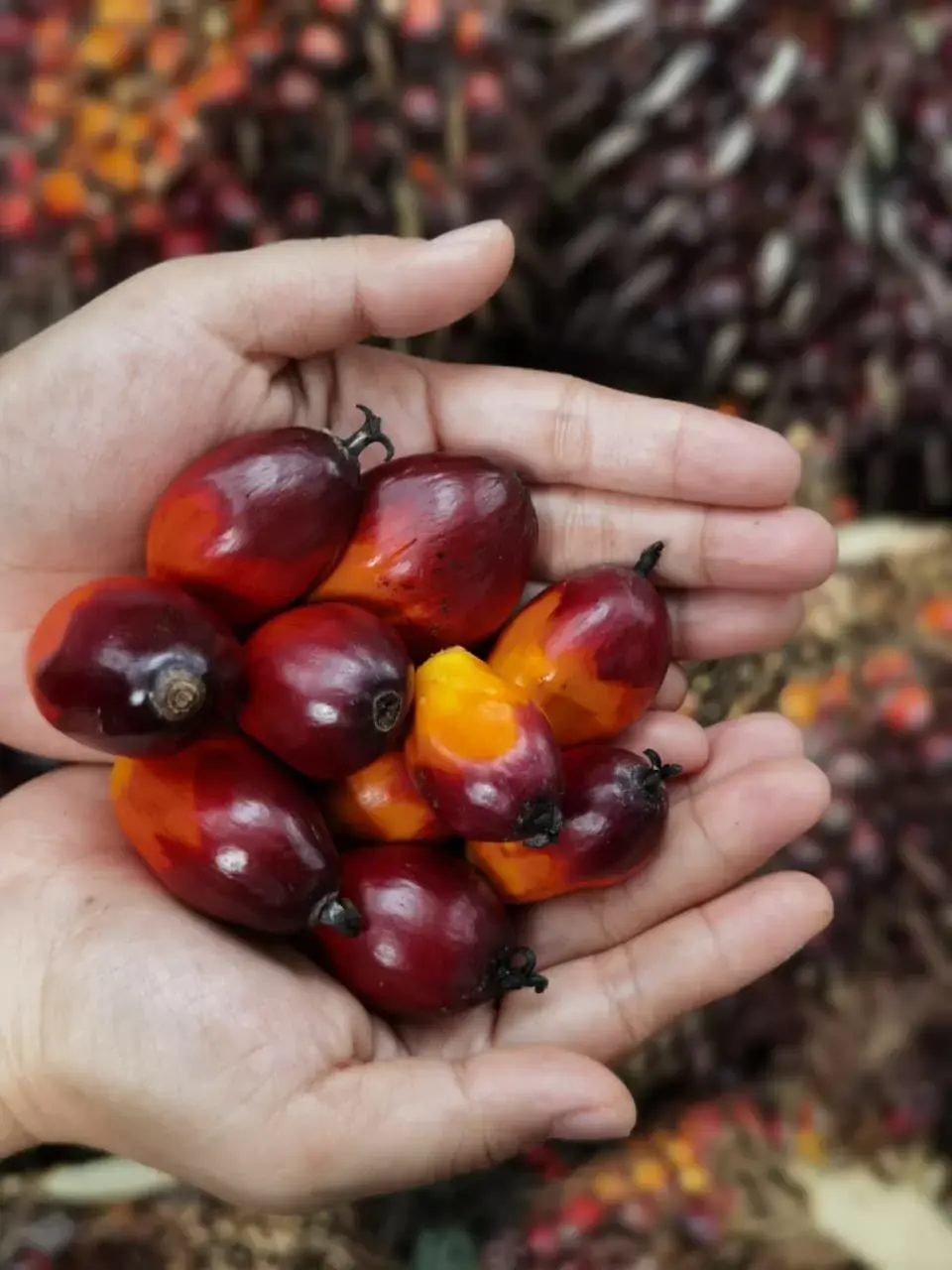 Kementan: Hilirisasi CPO Tekan Impor Solar dan Perkuat Ekonomi Nasional