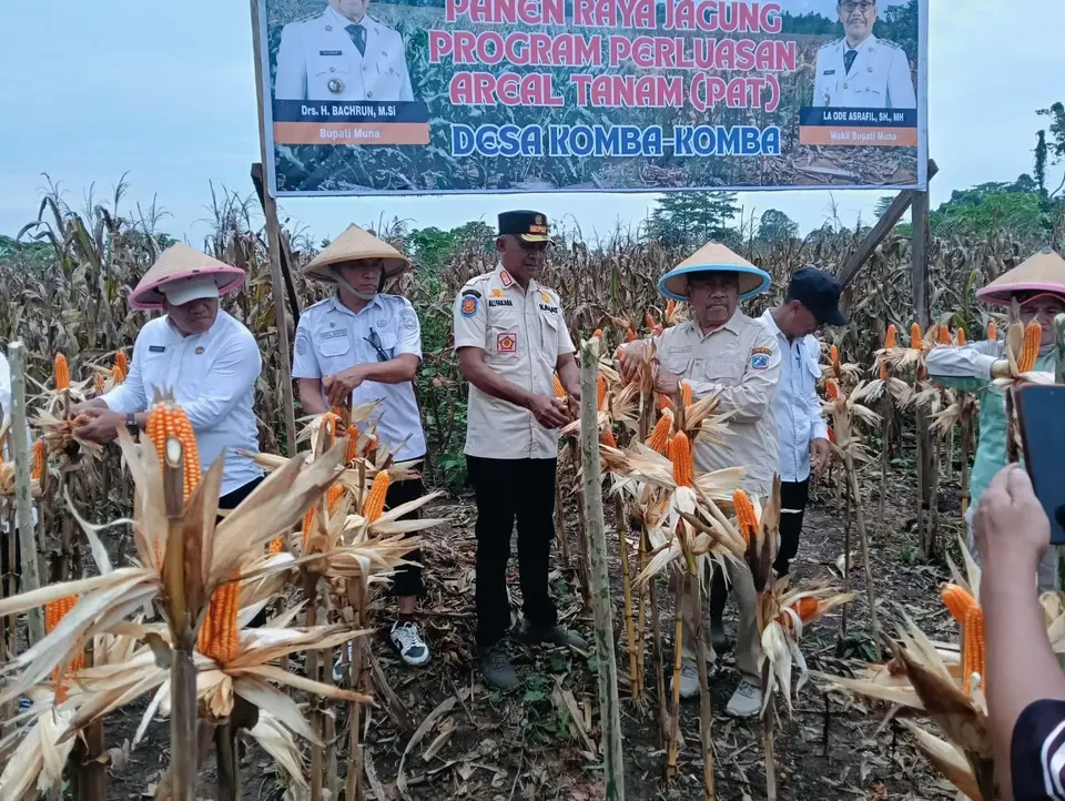 Tembus 9 Ton Per Hektare, Budidaya Jagung di Muna Kini Jadi "Tambang Emas' Baru"